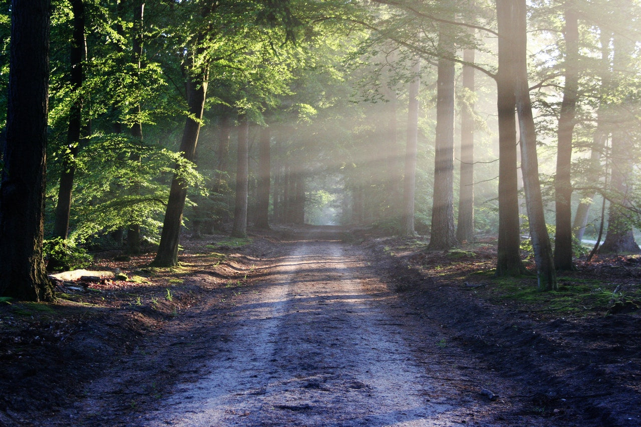 How Nature Can Improve Your Mental Health